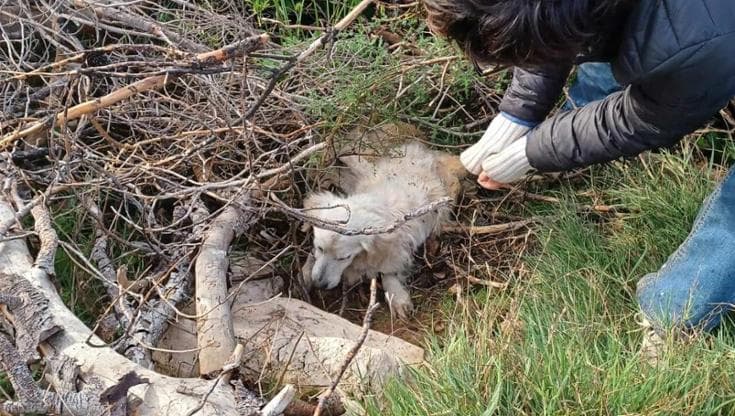Immagine del post 18052 - Bari Cane randagio crivellato di pallini, è morto dopo essere stato lasciato agonizzante in campagna - Bari