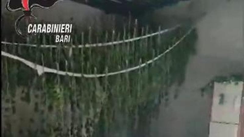 Immagine del post 5457 - Bari Altamura, rider della droga e marijuana appesa come pomodori a filo: 9 arresti e sequestri - Bari