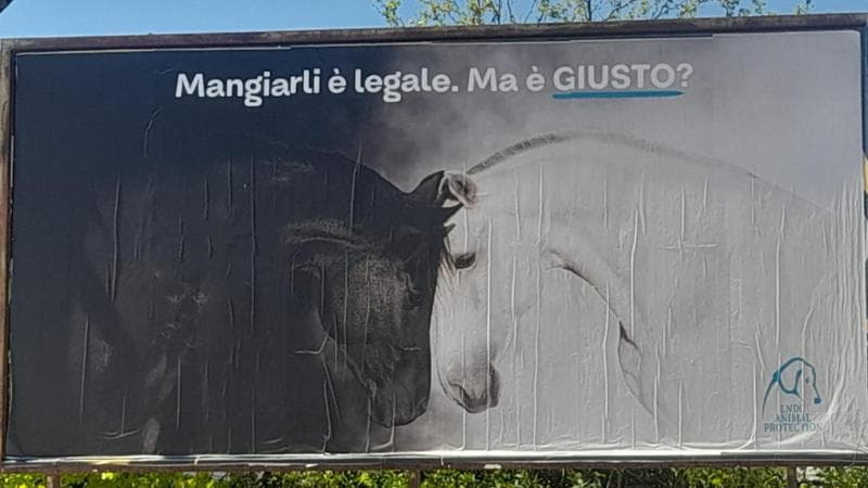 Immagine del post 20276 - Bari Corato, tornano la Sagra della carne di cavallo e la polemica: “Mangiarla è legale, ma è giusto?” - Bari