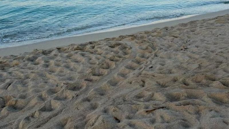 Immagine del post 21462 - Bari Trovato sulla costa di Ugento il primo nido di tartaruga marina dell’estate: “Una bella notizia” - Bari