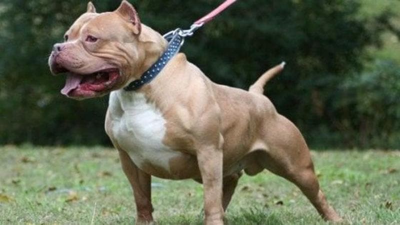 Immagine del post 21448 - Bari A Bari sterilizzazione gratuita di pitbull: “Ma non è una crociata, serve a evitare gli abbandoni” - Bari