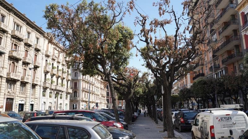 Bari, la cocciniglia devasta 600 lecci ma in centro è vietato sostituirli - Bari
