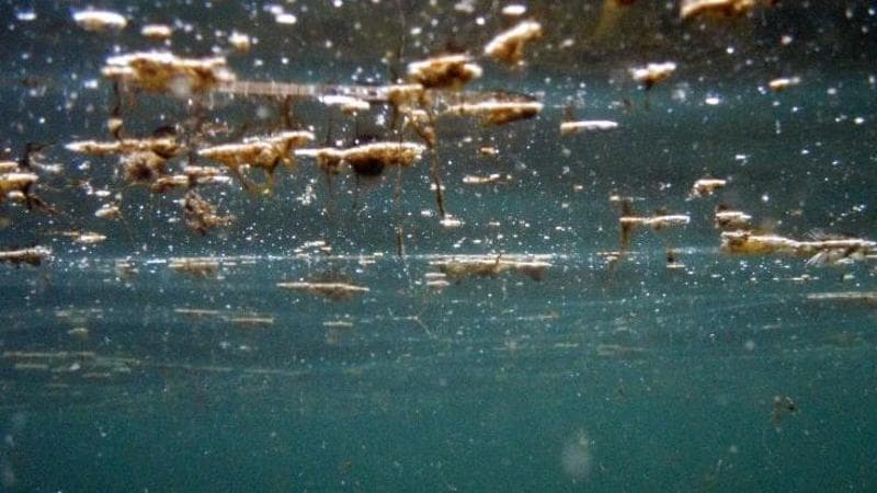 Immagine del post 10602 - Bari In Puglia cresce la presenza dell’alga tossica: massima diffusione sulle costa barese. Ecco dove - Bari