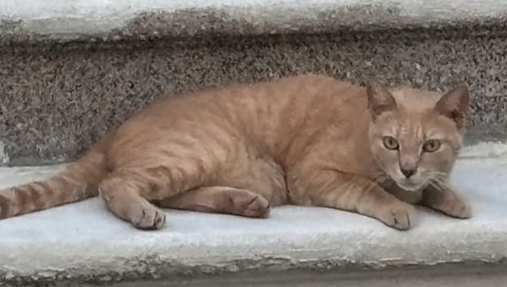 Immagine del post 25834 - Bari Gruppo di ragazzini colpisce a bastonate un gatto. Lo sdegno sui social: “Che adulti saranno?” - Bari