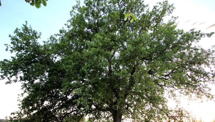 Immagine del post 13655 - Bari La Puglia dei 252 alberi monumentali, dalla quercia di Macrì alle ultime roverelle di Volturino - Bari