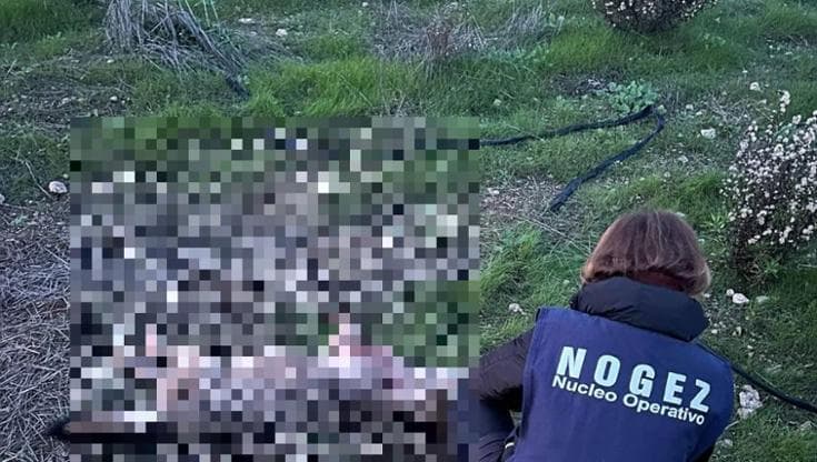 Una lupa uccisa a Bari a fucilate, indignazione social: “I cacciatori assassini per hobby” - Bari
