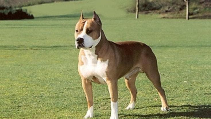 Donna incinta perse figlio dopo aggressione al suo cane: nessuna colpa del proprietario dell'amstaff - Bari