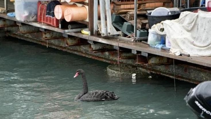 Immagine del post 20300 - Bari L’antropologo Niola: “Il cigno nero come San Nicola, dimostra che quel colore non è negatività” - Bari