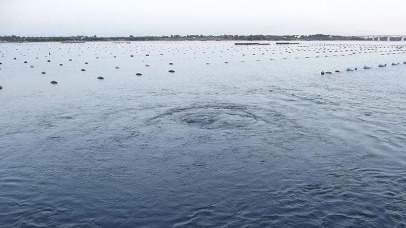 Immagine del post 20296 - Bari Taranto, l’agonia dei citri: “I vortici marini inariditi dai saccheggi della falda: sono un simbolo” - Bari