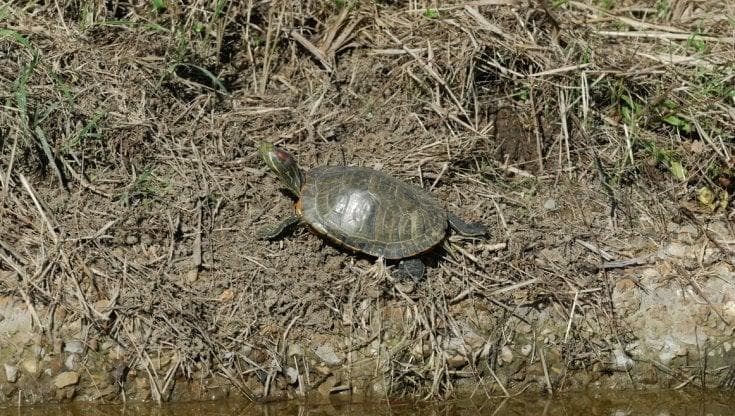 Immagine del post 21501 - Bari Salento, allarme tartarughe dalle orecchie rosse abbandonate nel parco naturale: “Divorano tutto” - Bari