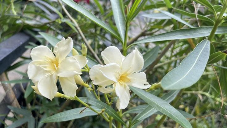 Immagine del post 9488 - Bari Xylella, un oleandro infetto a Modugno. Coldiretti: “Il batterio ormai assedia Bari” - Bari