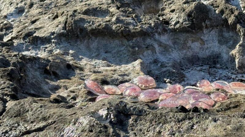 Immagine del post 9460 - Bari A Tricase invasione di meduse: “Colpa del mare caldo”. Fenomeno preoccupante sulla costa Adriatica - Bari