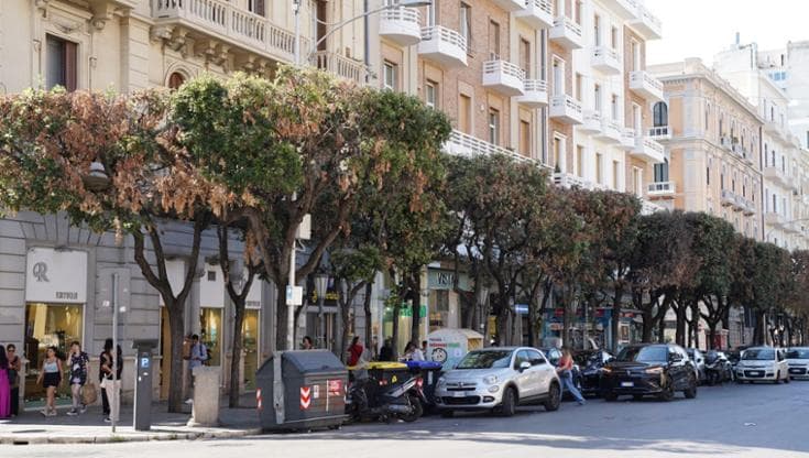 Immagine del post 22667 - Bari Coccinelle contro il parassita che devasta i lecci a Bari: “Patrimonio ambientale da proteggere” - Bari