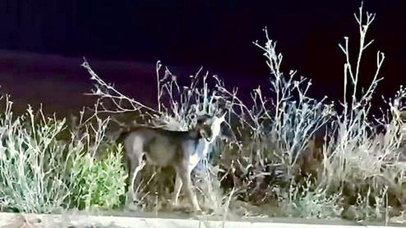 Immagine del post 23770 - Bari Bimba azzannata dal lupo, la caccia continua. Giardini ancora chiusi di sera: “Tutelare le persone” - Bari