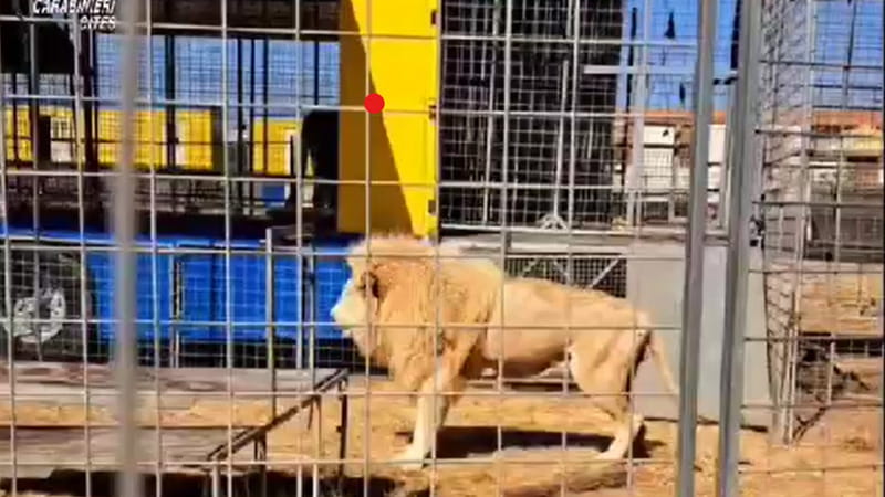 Immagine del post 11434 - Bari Restituiti al circo Orfei due leoni e due tigri che erano stati sequestrati: “Regole rispettate” - Bari