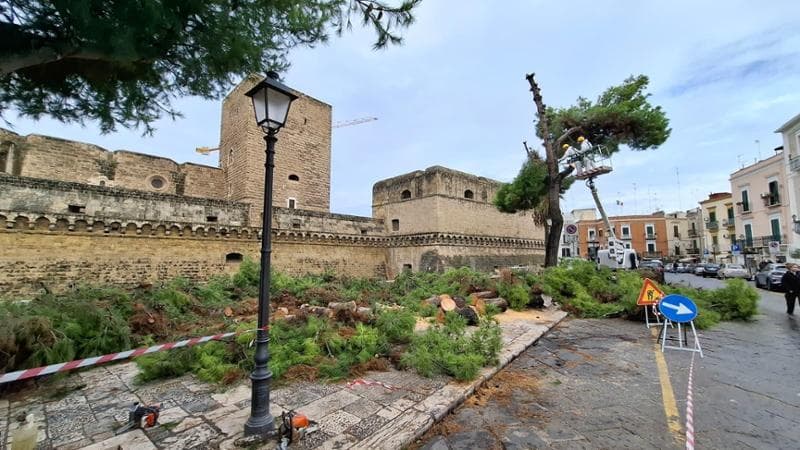 Immagine del post 13677 - Bari Pino crolla su auto in sosta, tragedia sfiorata davanti al castello di Bari. Altro albero abbattuto - Bari