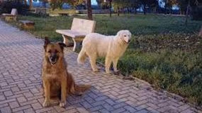 Immagine del post 15844 - Bari Taranto, i cani di quartiere Billy e Bianca uccisi a fucilate: “Disumano”. Taglia su chi ha sparato - Bari