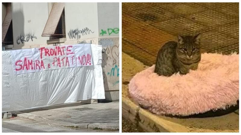 Crollo a Bari, oltre alla cagnolina Samira si cerca il gatto Patatino. Gli animalisti: “Trovateli” - Bari