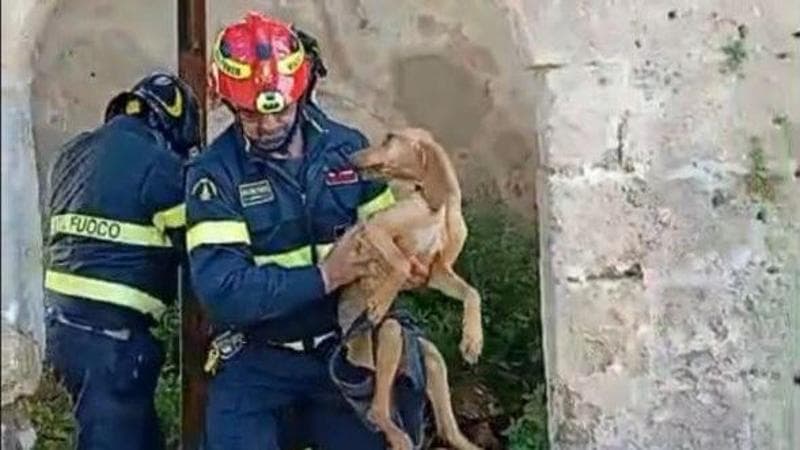 Immagine del post 19265 - Bari Cagnolino caduto in una cisterna, salvato dai vigili del fuoco. Una donna l’ha sentito guaire - Bari