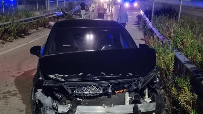 Lecce, lupo attraversa la strada: auto fa testacoda per evitarlo ma lo investe e uccide - Bari