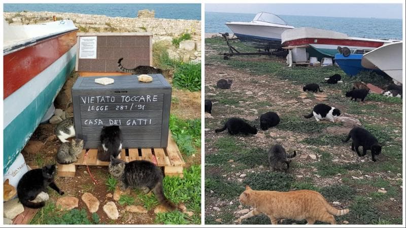 Polignano, la colonia felina in riva al mare: “A Cala Paura gatti al sicuro, un gesto di decoro” - Bari