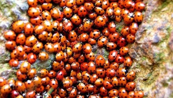 Immagine del post 22673 - Bari “Arrivano le coccinelle per salvare gli alberi di leccio a Bari. Anche i cittadini devono aiutarci” - Bari