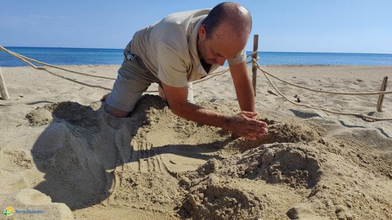 L’oasi di Torre Guaceto cerca volontari per accudire le tartarughe appena nate. Sei nidi sulla costa - Bari