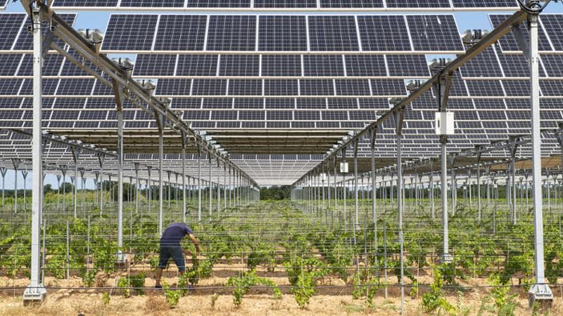 Il carciofo brindisino è salvo, salta l’impianto agrivoltaico: “Non è compatibile con il paesaggio” - Bari