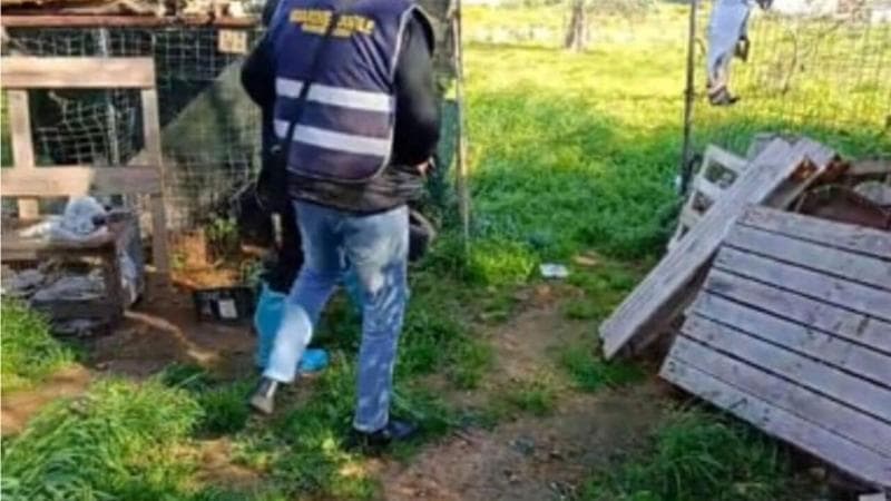 Immagine del post 11468 - Bari Salento, in un casolare ritrovate numerose carcasse di cani: l’ombra dei combattimenti clandestini - Bari