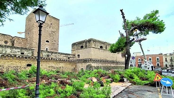 “A Bari bisogna ripensare il verde pubblico”: allarme alberi a rischio dopo l’ondata di maltempo - Bari
