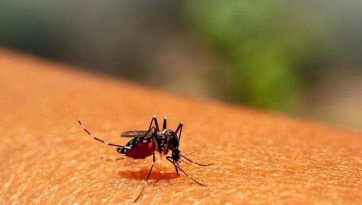 Immagine del post 13732 - Bari Virus Chikungunya, due casi accertati a Bari. Ordinanza del sindaco: “Evitare i ristagni d’acqua” - Bari