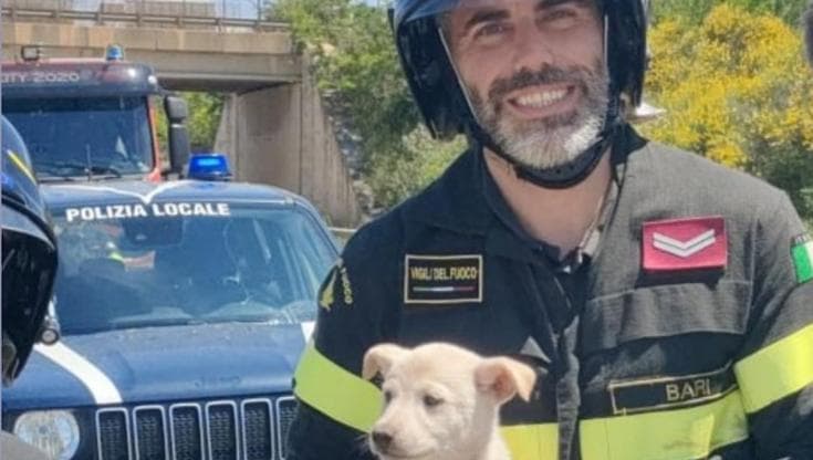 Immagine del post 7106 - Bari Tre cuccioli incastrati in un tombino salvati dai vigili del fuoco. Ora possono essere adottati - Bari