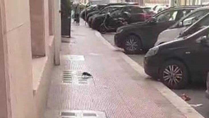 Un topo a spasso sul marciapiede in via Roberto da Bari, il video di un passante - Bari