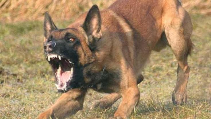 Andria, ragazzino azzannato da un cane in strada. Il proprietario lancia 20 euro e va via - Bari