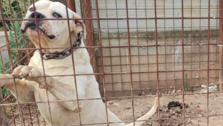 Immagine del post 9549 - Bari Dai combattimenti illegali al business dei canili abusivi: Puglia, allarme per reati contro animali - Bari