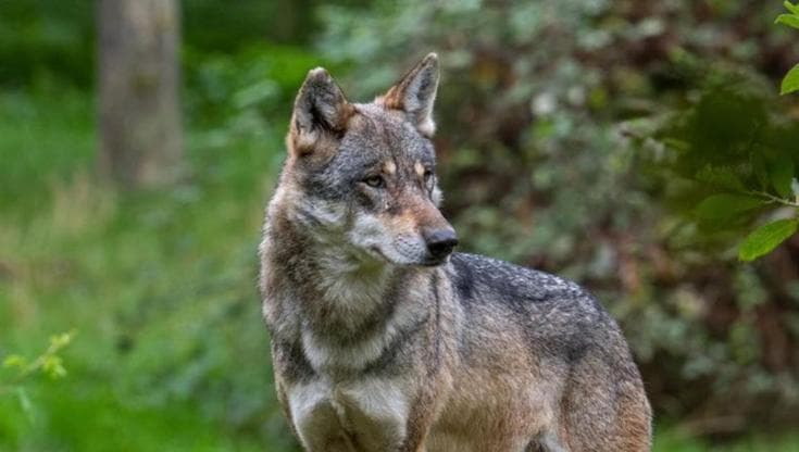 Cresce la psicosi lupo dopo il caso della bimba azzannata. E i sindaci del Barese corrono ai ripari - Bari