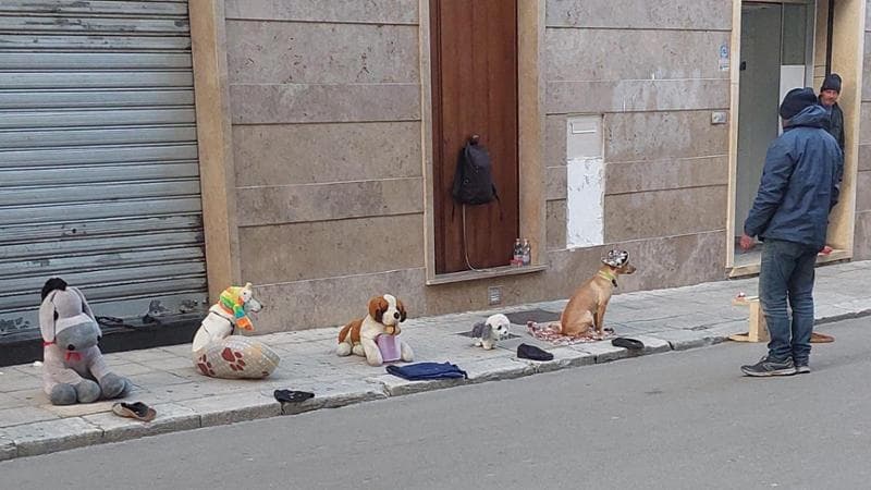 Immagine del post 1911 - Bari Tra i peluche anche cuccioli veri per chiedere l'elemosina nel centro di Lecce: “Scena orribile” - Bari