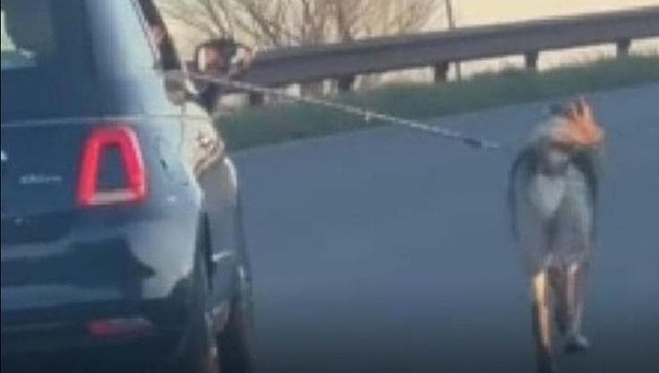 Il cane Rambo legato all’auto e trascinato, padre e figlio verso condanna per maltrattamenti - Bari