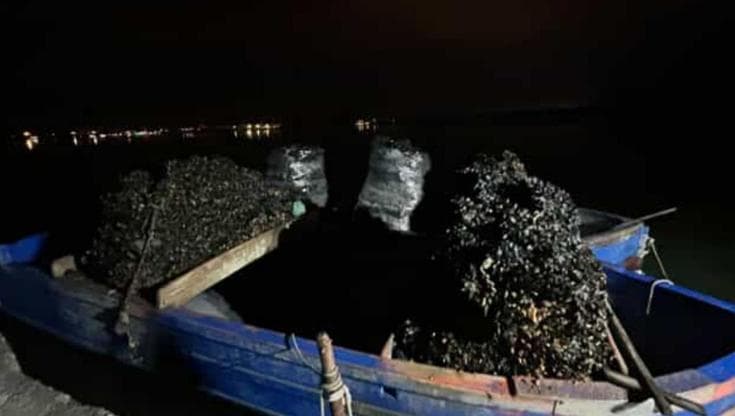 Immagine del post 19315 - Bari Taranto, sequestrati 50 quintali di cozze senza tracciabilità: “Pericolose per la salute” - Bari