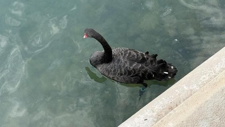 Il cigno nero “adottato” da Bari, nelle acque del lungomare l’esemplare incanta i passanti - Bari