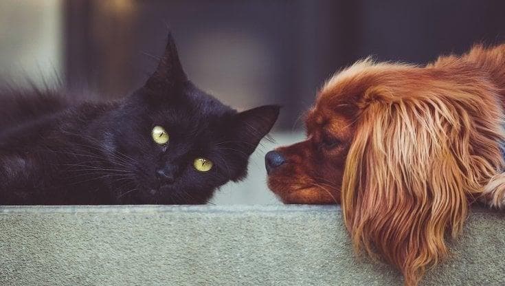 Immagine del post 22745 - Bari A Terlizzi vietato lasciare cani e gatti al caldo su balconi e terrazze: multe fino a 600 euro - Bari