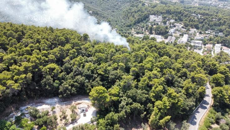 Sul Gargano in fumo decine di pini plurisecolari, il sindaco di Vico: “Avremmo potuto proteggerli” - Bari