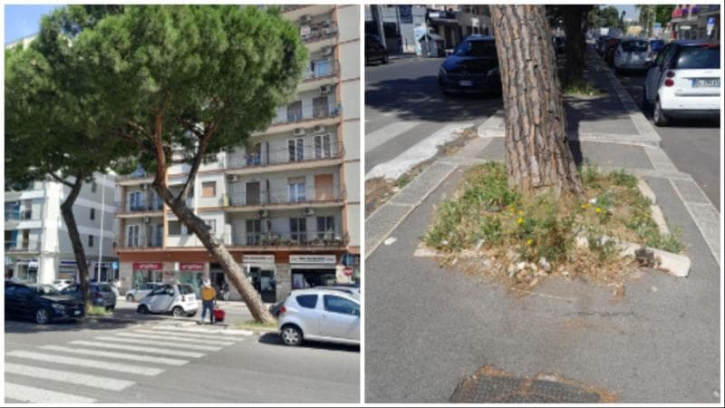 Immagine del post 22736 - Bari Il pino di viale Giovanni XXIII sarà abbattuto, il Comune: “Può crollare, il Brt non c’entra” - Bari