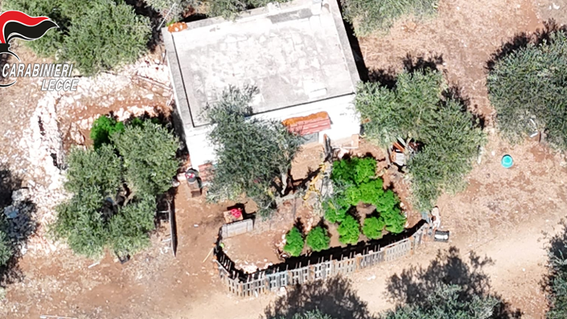 Il drone svela la piantagione di marijuana nascosta tra la vegetazione: un arresto a Porto Cesareo - Bari