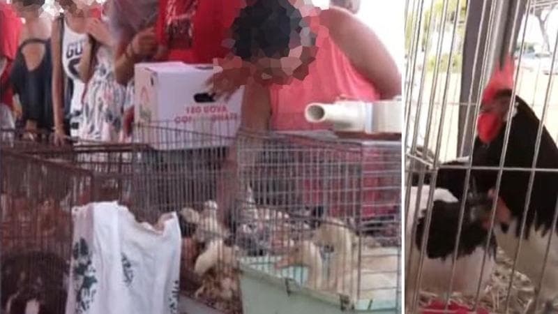 Immagine del post 23876 - Bari “Non esponete gli animali a questo caldo”, gli animalisti diffidano i sindaci pugliesi: stop fiere - Bari