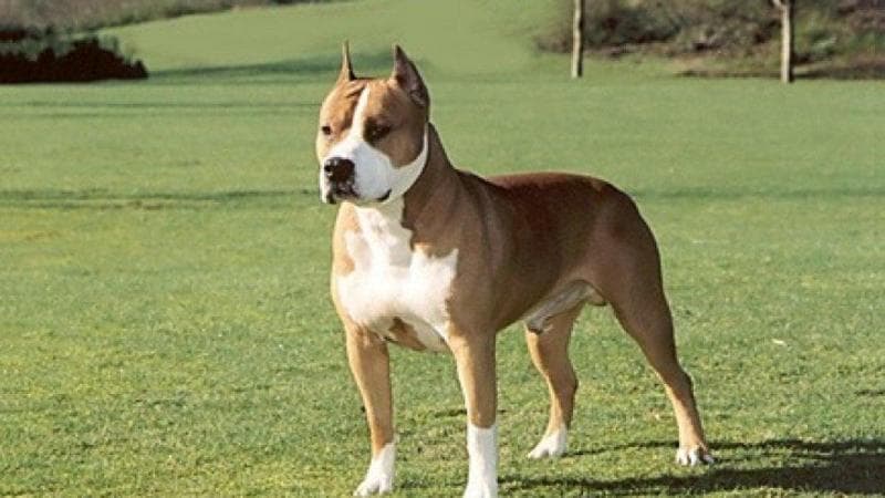 Immagine del post 15960 - Bari Amstaff uccide un altro cane, la proprietaria incinta ha un malore e rischia di perdere il figlio - Bari