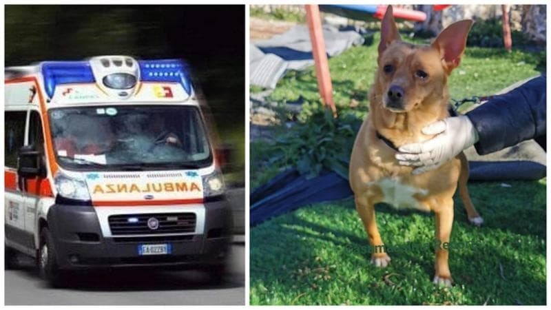 Donna morta in casa vegliata dalla cagnolina per cinque giorni. Akita ora attende di essere adottata - Bari
