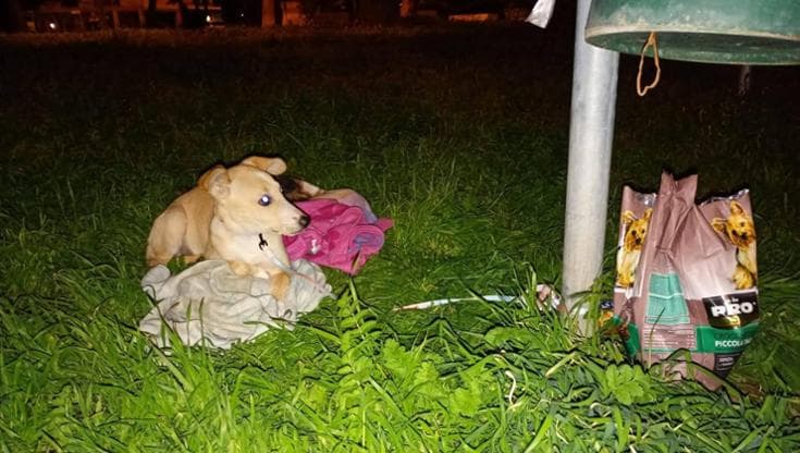 La cagnolina Agata legata al cestino dei rifiuti e abbandonata, San Severo si mobilita per adozione - Bari