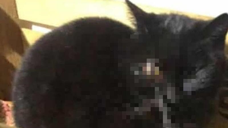 Immagine del post 2003 - Bari Gatta trovata con una freccia conficcata nell’occhio, caccia all’uomo che ha sparato con la balestra - Bari