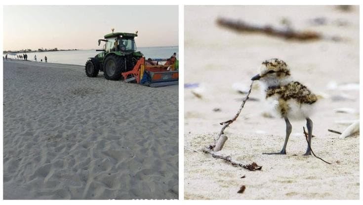 Porto Cesareo, la pulizia della spiaggia con trattori è un caso: “Distrutti nidi di fratino e uova” - Bari
